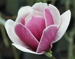 Magnolia 'Venus'