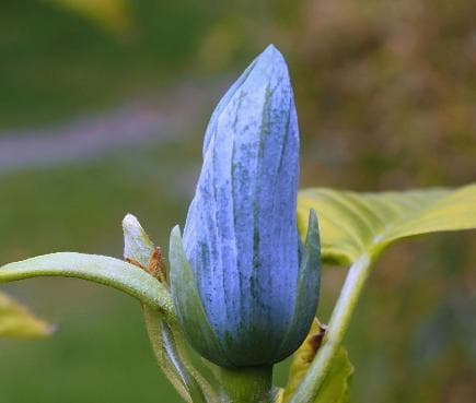 Magnolia acuminata 'Blue Opal'