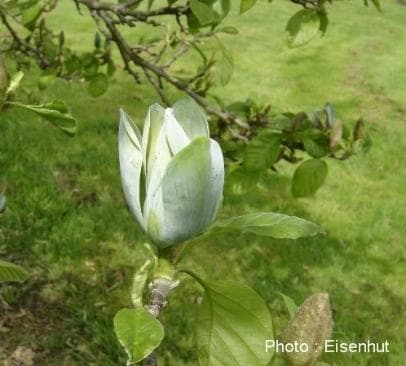 Magnolia acuminata 'Seiju'