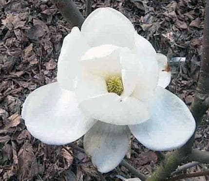 Magnolia denudata 'Double Diamond'
