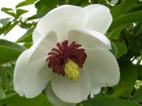 Magnolia sieboldii hybrid