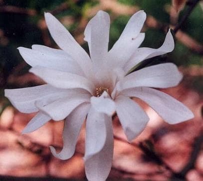 Magnolia stellata 'Royal Star'