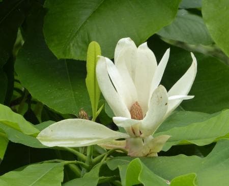 Magnolia tripetala 'Bloomfield'