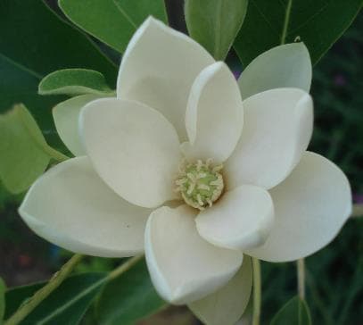 Magnolia virginiana 'Northern Belle'