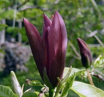 Magnolia x brooklynensis 'Black Beauty'