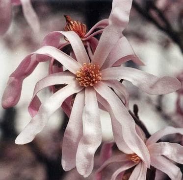 Magnolia x loebneri 'Leonard Messel'