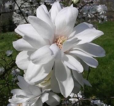 Magnolia x loebneri 'Mag's Pirouette'