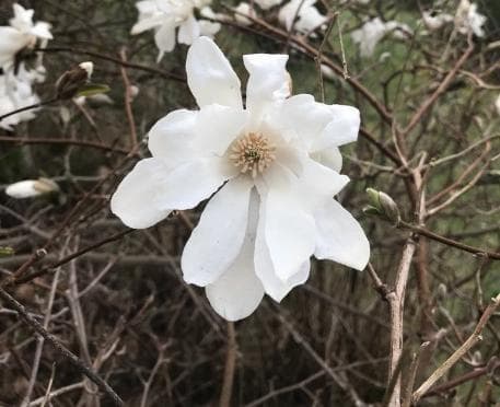 Magnolia x loebneri 'Spring Snow' (OP)