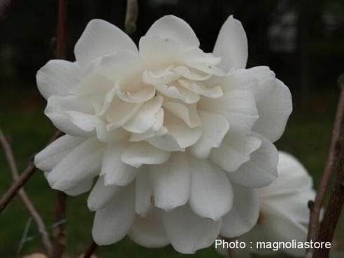 Magnolia x loebnerii 'Wildcat'