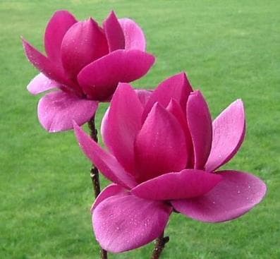 Magnolia x soulangeana 'Cleopatra' ®