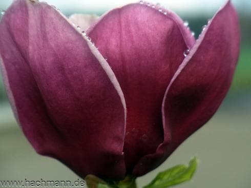 Magnolia x soulangeana 'Genie'®
