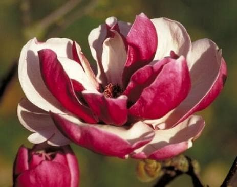 Magnolia x soulangeana 'Pickard's Garnet'