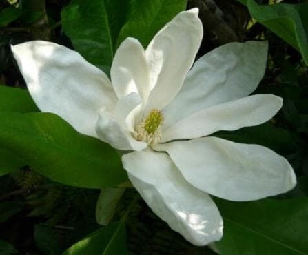 Magnolia x thompsoniana 'Cairn Croft'