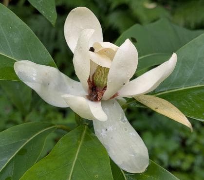Magnolia x thompsoniana 'Richmond Revival'