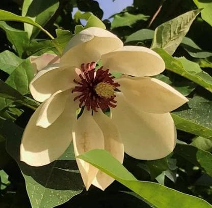 Magnolia x wieseneri 'Åshild Kalleberg'
