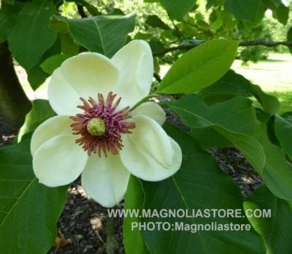 Magnolia x wieseneri 'Charm & Fragance'