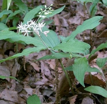Maianthemum japonicum