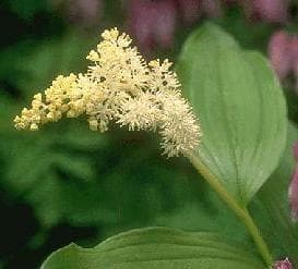 Maianthemum racemosum