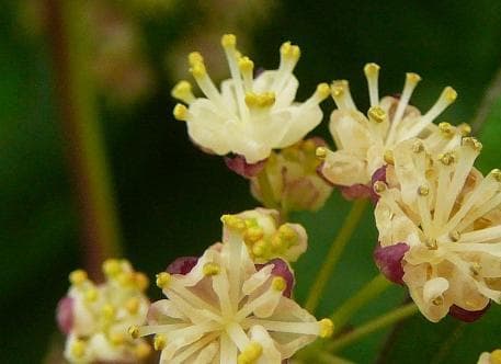 Menispermum dauricum