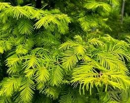 Metasequoia glyptostroboides 'Amber Glow' ™
