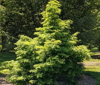 Metasequoia glyptostroboides 'Chubby'