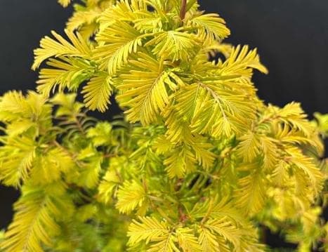 Metasequoia glyptostroboides 'Goldrush'