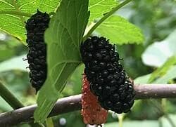 Morus nigra 'Wellington'