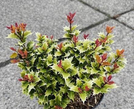 Osmanthus heterophyllus 'Shien'