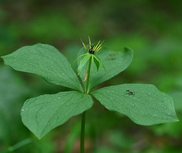 Paris quadrifolia