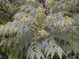 Phellodendron amurense