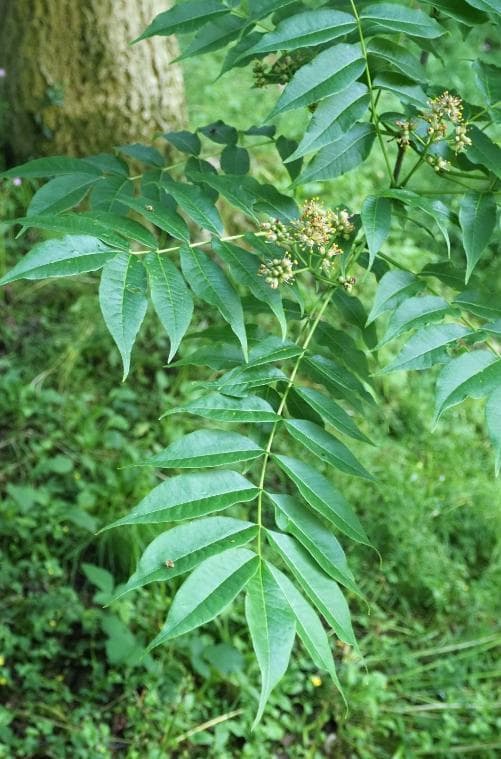 Phellodendron chinensis