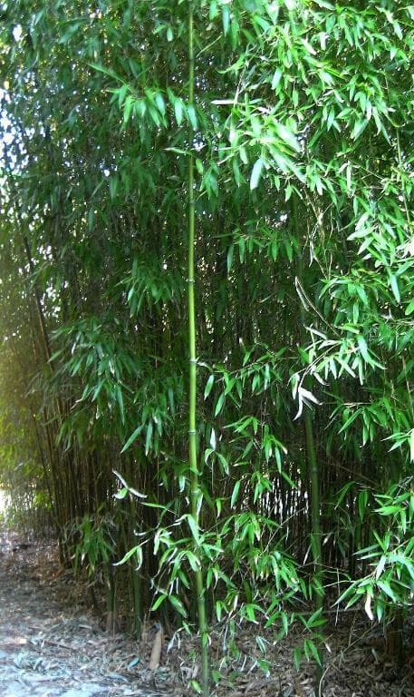 Phyllostachys atrovaginata