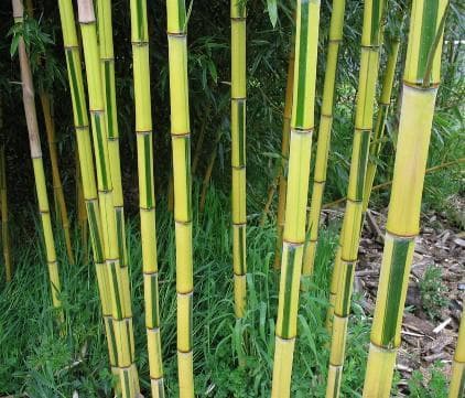 Phyllostachys aureosulcata f. spectabilis