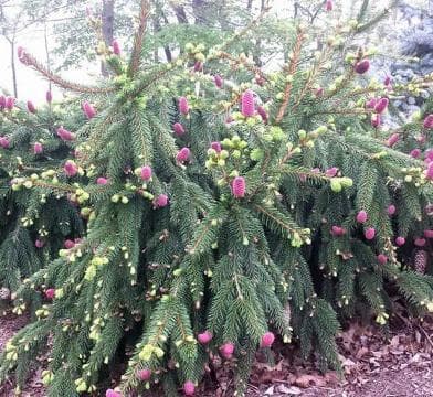 Picea abies 'Acrocona'