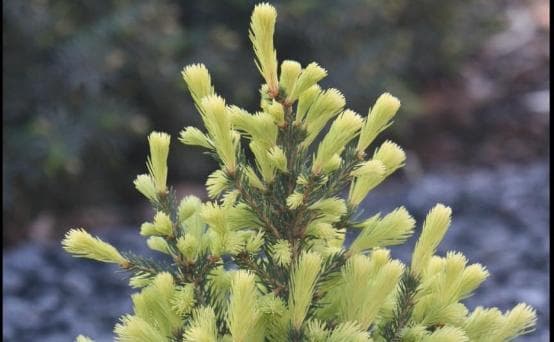 Picea abies 'Honey Bun'