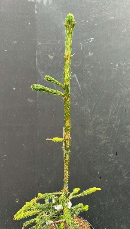 Picea abies 'Ikola's Mystery Snake'
