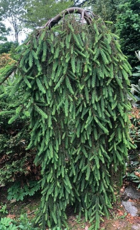 Picea abies 'Inversa'