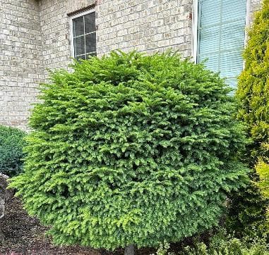 Picea abies 'Little Gem'