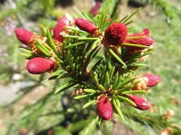 Picea abies 'Red Man'