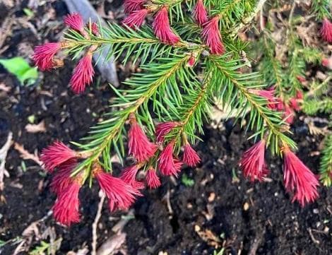 Picea abies 'Rydal'
