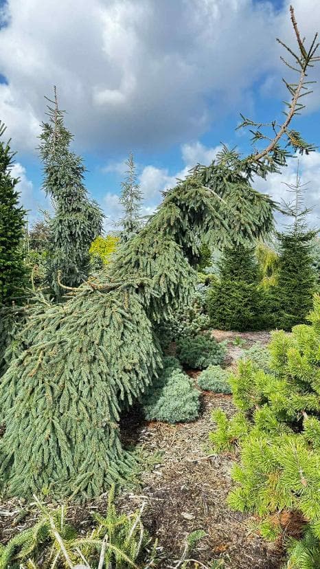 Picea abies 'Wingles Weeper'