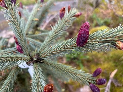 Picea engelmanii 'Blue Magoo'