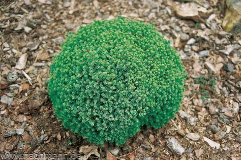 Picea glauca 'Blue Planet'