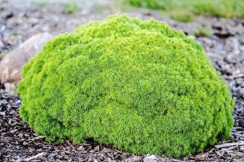 Picea glauca var. albertiana 'Alberta Globe'