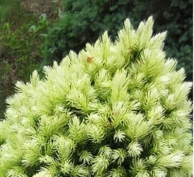 Picea glauca var. albertiana 'Daisy's White'