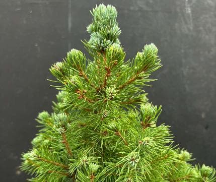 Picea glauca var. albertiana 'Sander's Blue'