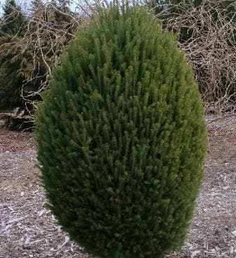 Picea mariana 'Craig'