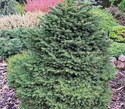Picea orientalis 'Smee W.B.'