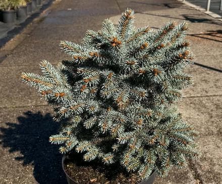 Picea pungens 'Bizon Blue WB'