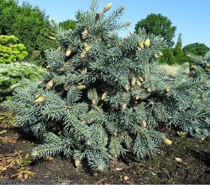Picea pungens 'Hermann Naue'